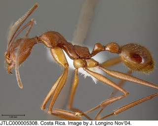 Aphaenogaster phalangium, worker, side