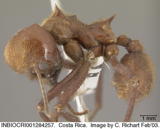 Atta cephalotes, worker, side