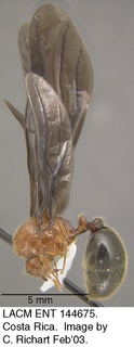Carebarella bicolor, queen, side