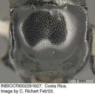 Cephalotes basalis, worker, head