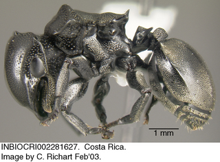 Cephalotes basalis, worker, side