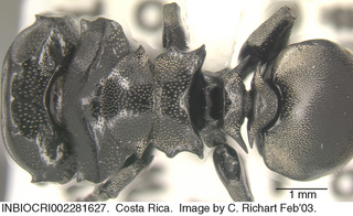 Cephalotes basalis, worker major, top