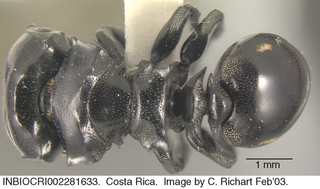 Cephalotes cordiventris, worker major, top