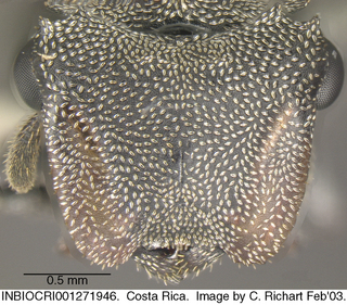 Cephalotes cristatus, worker, head