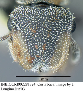 Cephalotes curvistriatus, worker, head