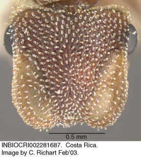 Cephalotes grandinosus, worker, head