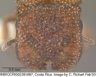 Cephalotes grandinosus, worker, head