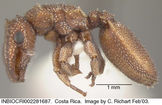 Cephalotes grandinosus, worker, side
