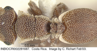 Cephalotes grandinosus, worker, top