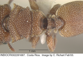 Cephalotes grandinosus, worker major, top
