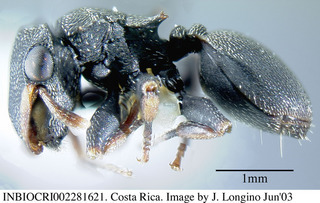Cephalotes minutus, worker, side