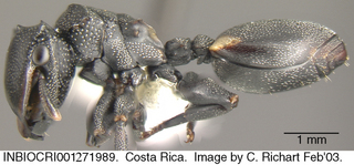 Cephalotes multispinosus, worker, side