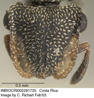 Cephalotes peruviensis, worker, head