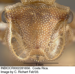 Cephalotes umbraculatus, worker, head