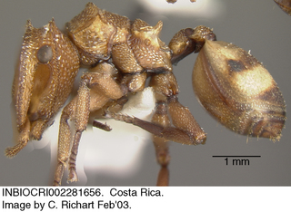 Cephalotes umbraculatus, worker, side