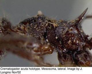Crematogaster acuta, worker, thorax side, holotype