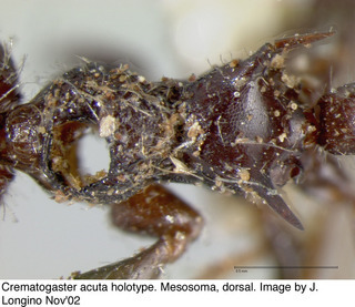 Crematogaster acuta, worker, thorax top, holotype