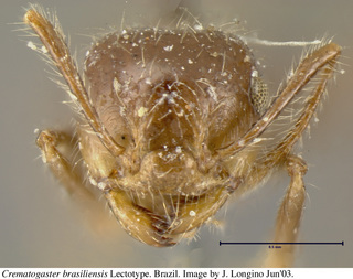 Crematogaster brasiliensis, head, lectotype