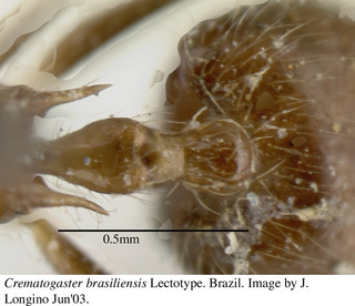 Crematogaster brasiliensis, petiole top, lectotype