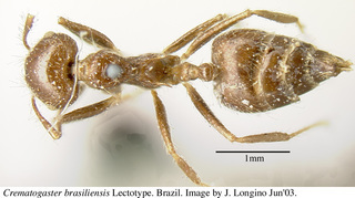 Crematogaster brasiliensis, top, lectotype