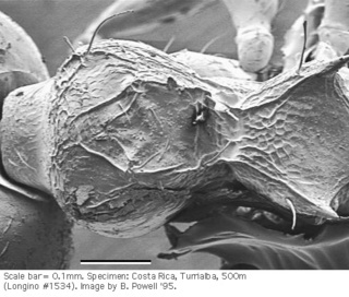Crematogaster bryophilia, thorax top, sem