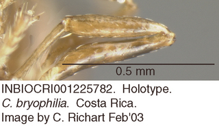Crematogaster bryophilia, worker, leg, holotype
