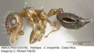 Crematogaster bryophilia, worker, side, holotype