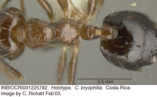 Crematogaster bryophilia, worker, top, holotype