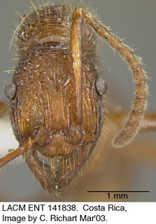Gnamptogenys bispinosa, worker, head