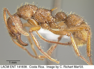 Gnamptogenys bispinosa, worker, side