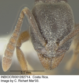 Hypoponera opaciceps, head