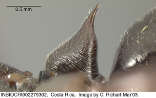 Odontomachus chelifer, petiole
