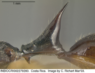 Odontomachus hastatus, petiole