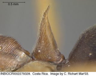 Odontomachus laticeps, petiole