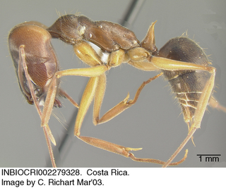 Odontomachus laticeps, side
