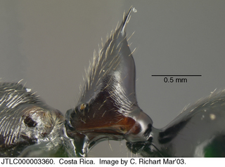 Odontomachus opaciventris, petiole
