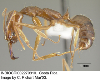Odontomachus panamensis, side