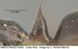 Odontomachus ruginodis, petiole
