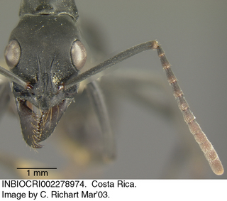 Pachycondyla obscuricornis, head