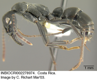 Pachycondyla obscuricornis, side