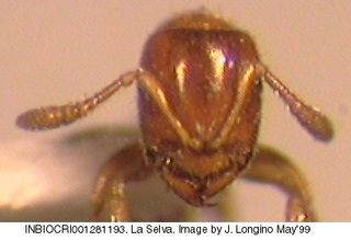 Prionopelta amabilis, worker, head