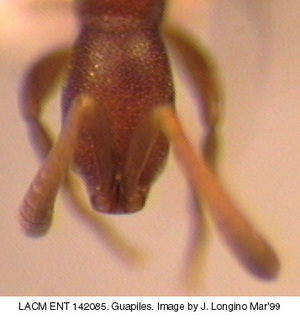 Probolomyrmex boliviensis, head