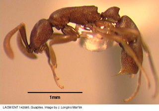 Probolomyrmex boliviensis, side
