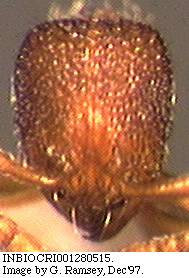 Rogeria innotabilis, head