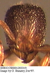Rogeria neilyensis, head