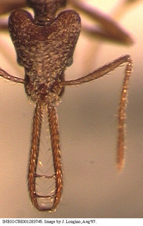 Strumigenys cordovensis, worker, head