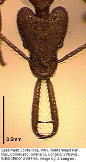 Strumigenys longispinosa, worker, head