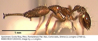 Strumigenys longispinosa, worker, side