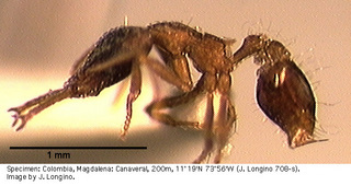 Strumigenys marginiventris, worker, side