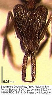 Strumigenys micretes, worker, head